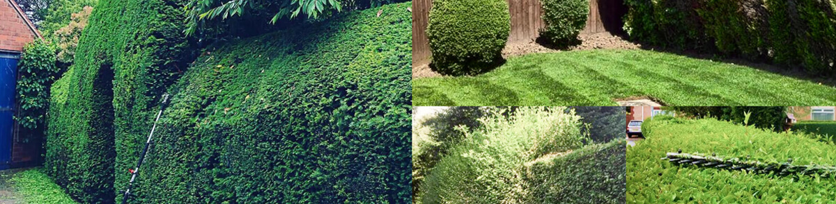 hedge-trimming-tree-poulton-