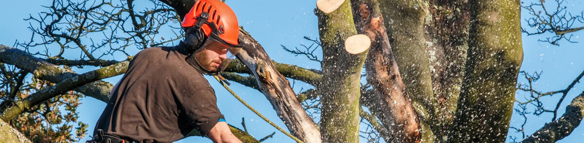 local-tree-surgeon-poulton-