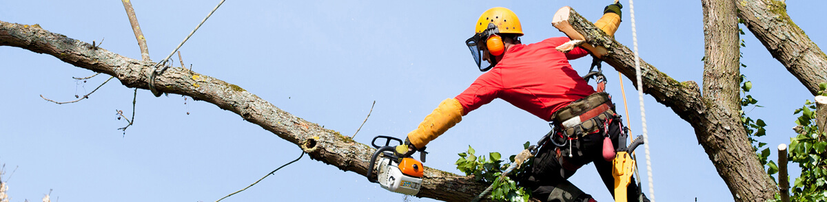 tree-surgeon-company-poulton-